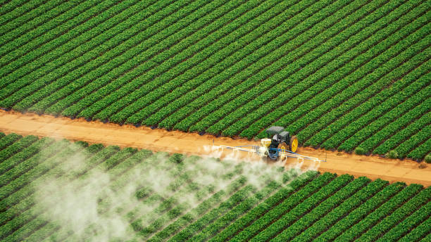 Reliable West, TX Pest Control Solutions