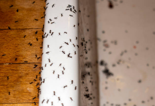 Best Cockroach Control Services  in West, TX
